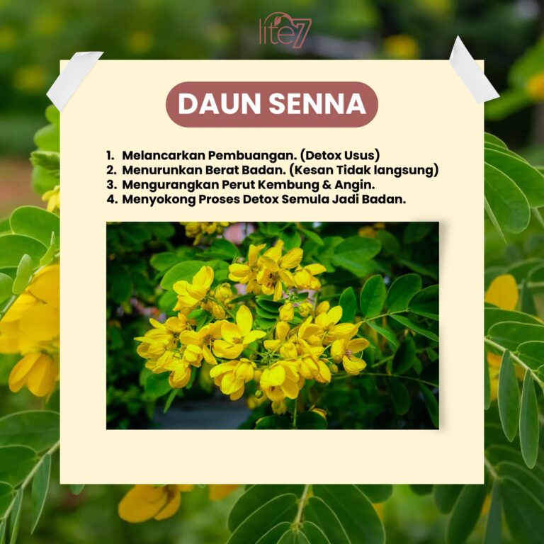 daun senna